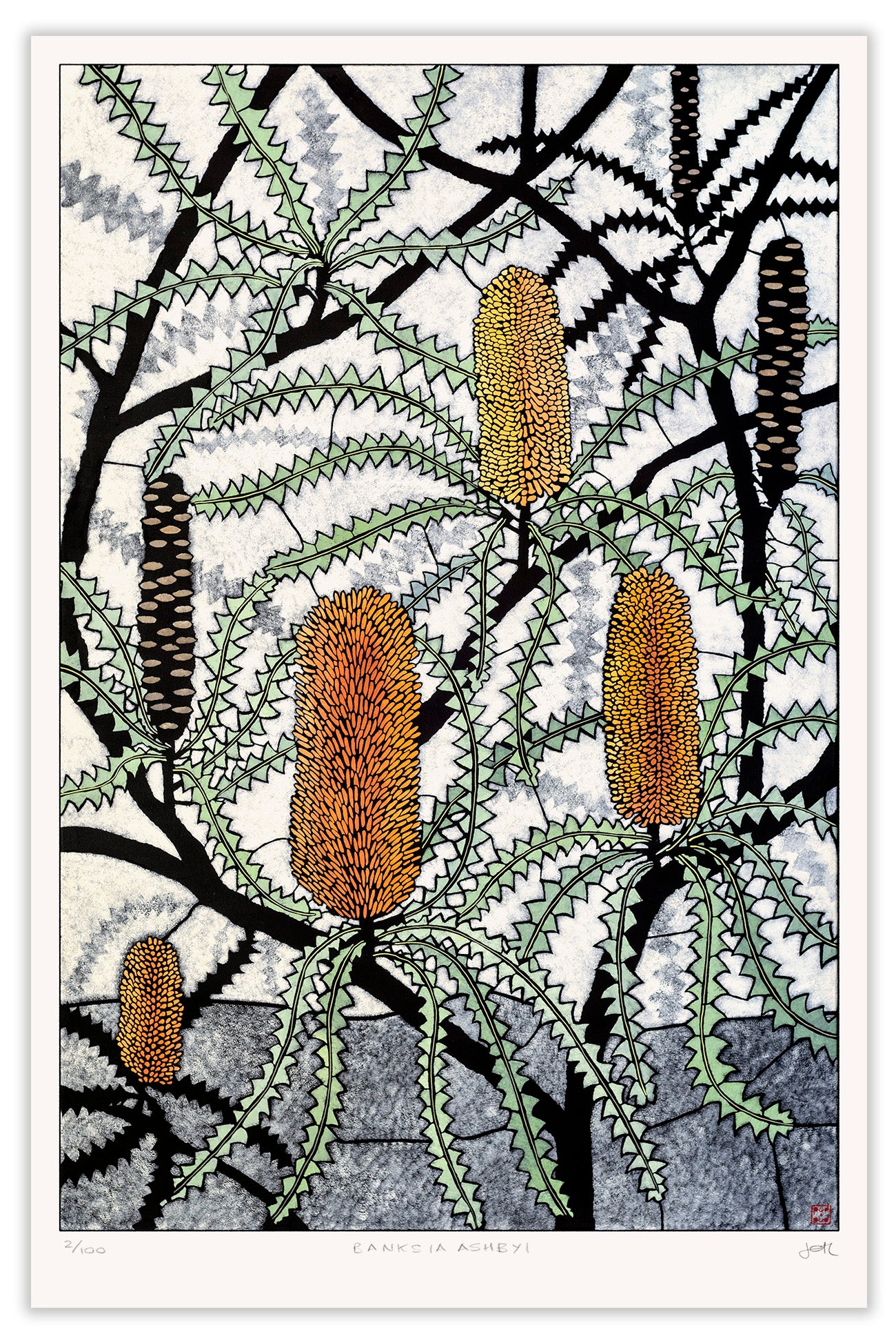 banksia ashbyi large archival print