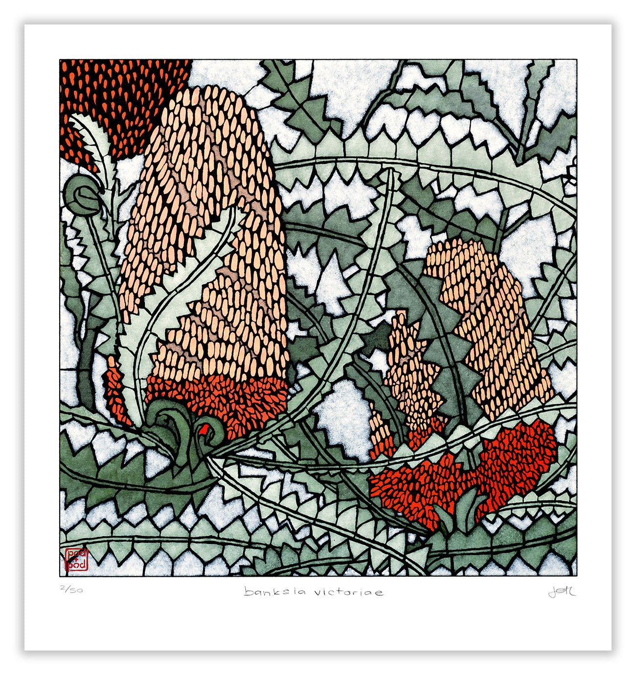 banksia victoriae large archival print