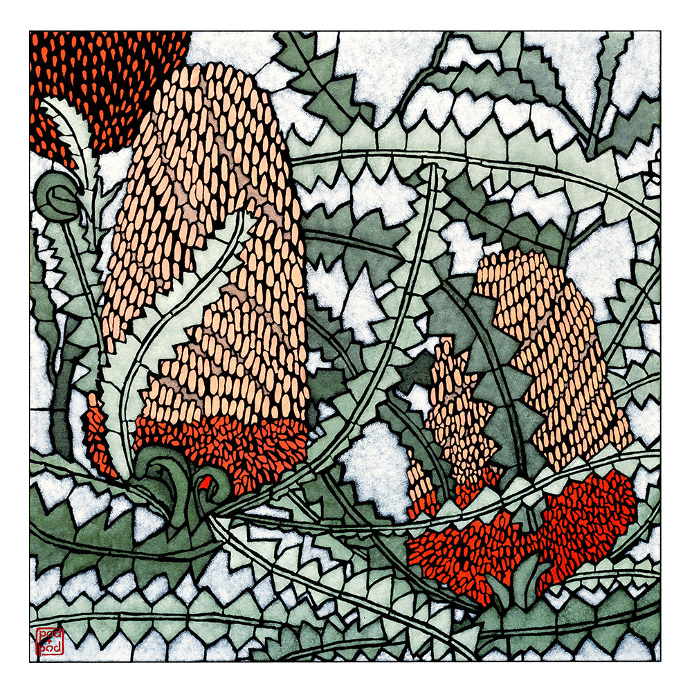 banksia victoriae large archival print