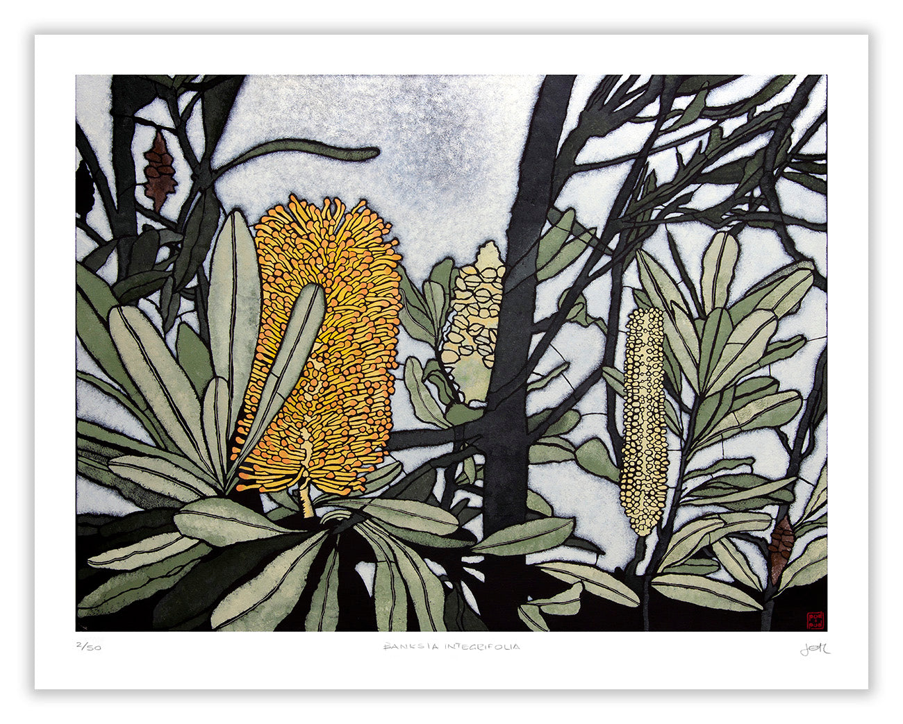 banksia integrifolia large archival print