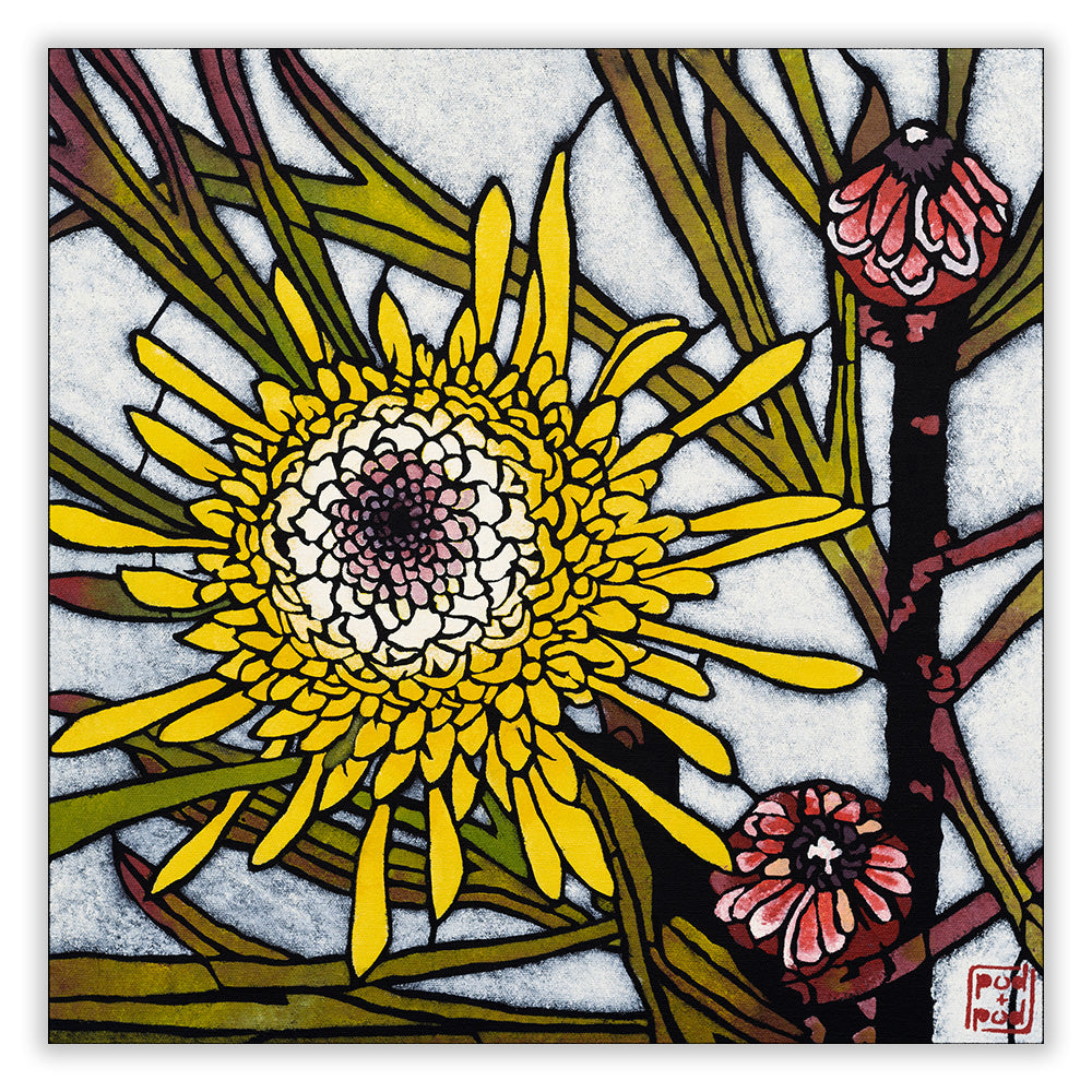 isopogon anemonifolius archival print