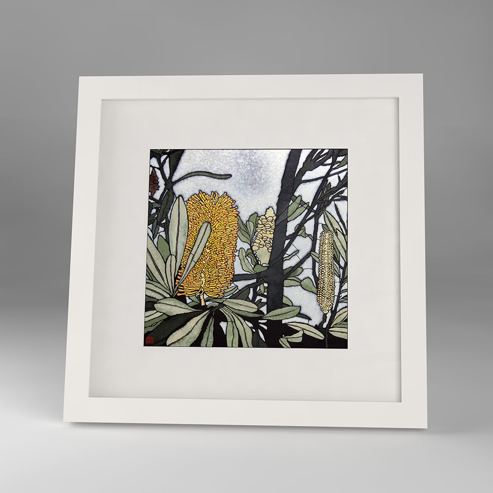 banksia integrifolia framed print
