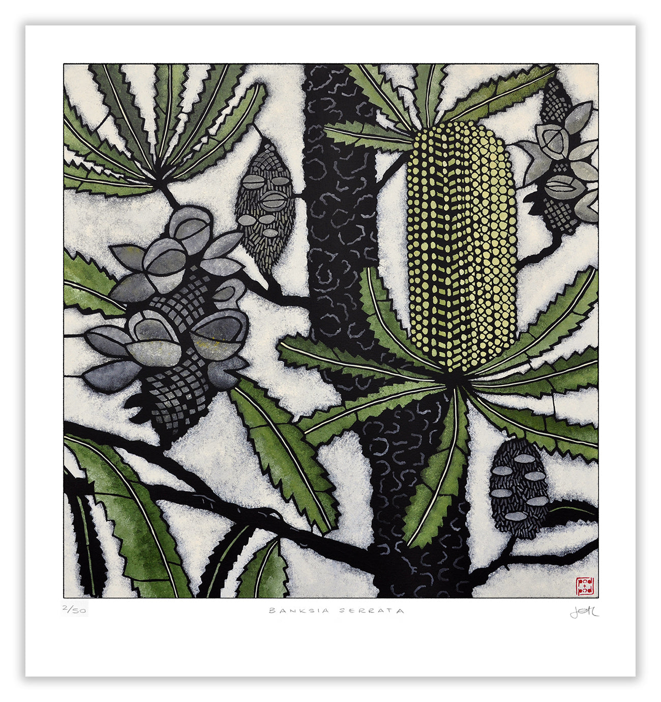 banksia serrata large archival print (2nd Edition)