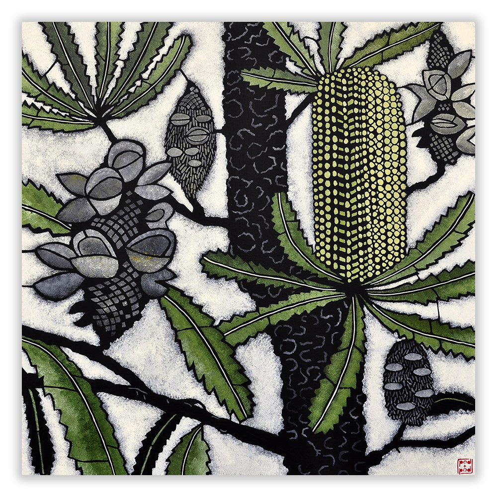 banksia serrata large archival print (2nd Edition)
