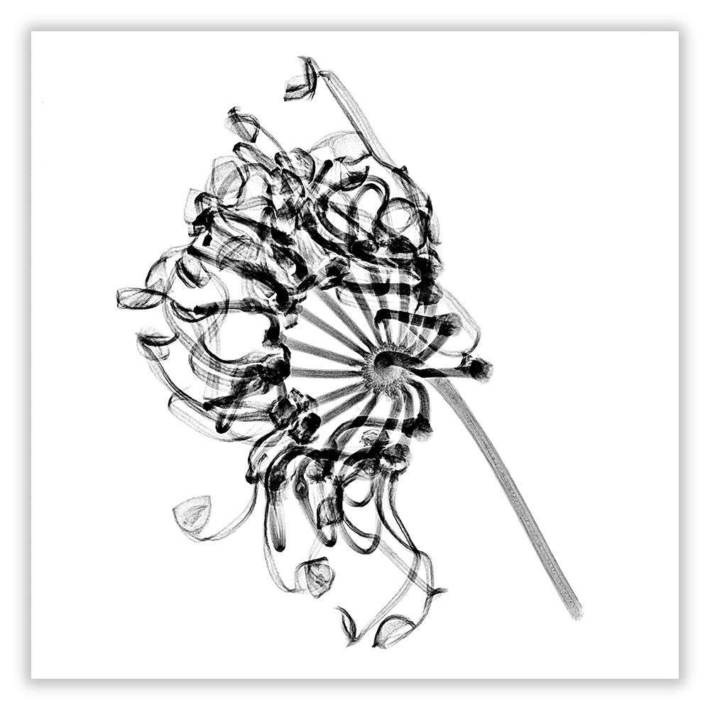 stenocarpus 'exposure' archival print