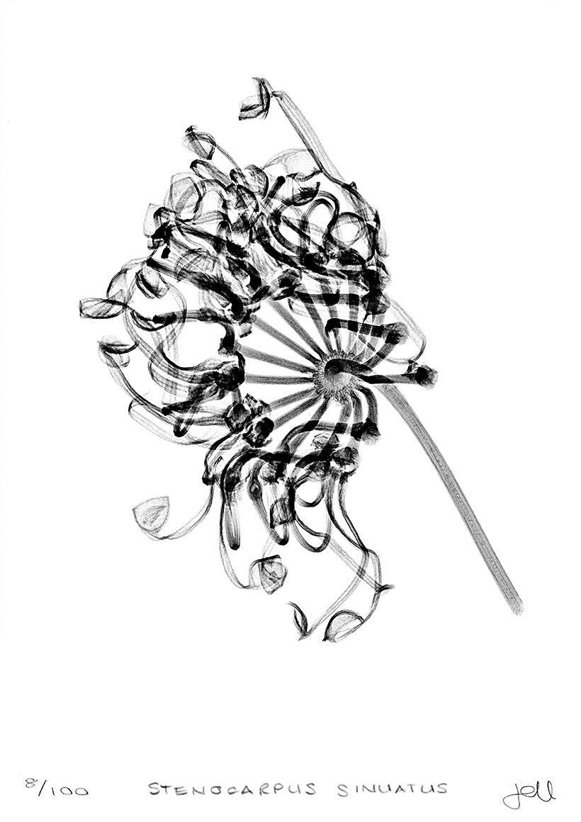 stenocarpus 'exposure' archival print