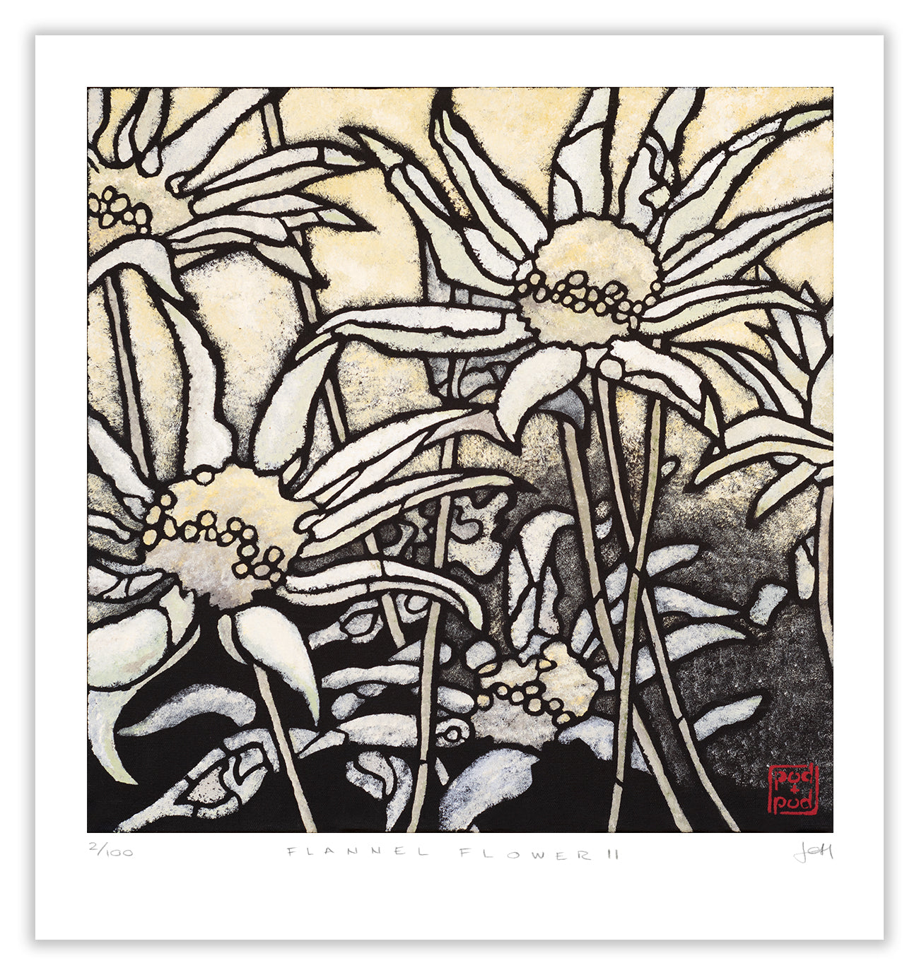 flannel flower II large archival print