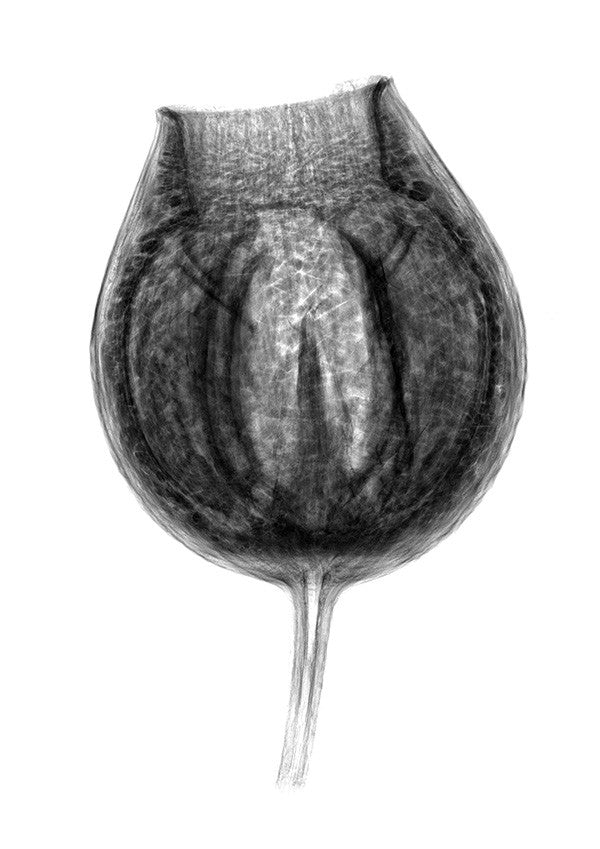 corymbia 'exposure' archival print