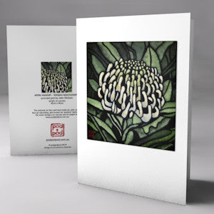 white waratah
