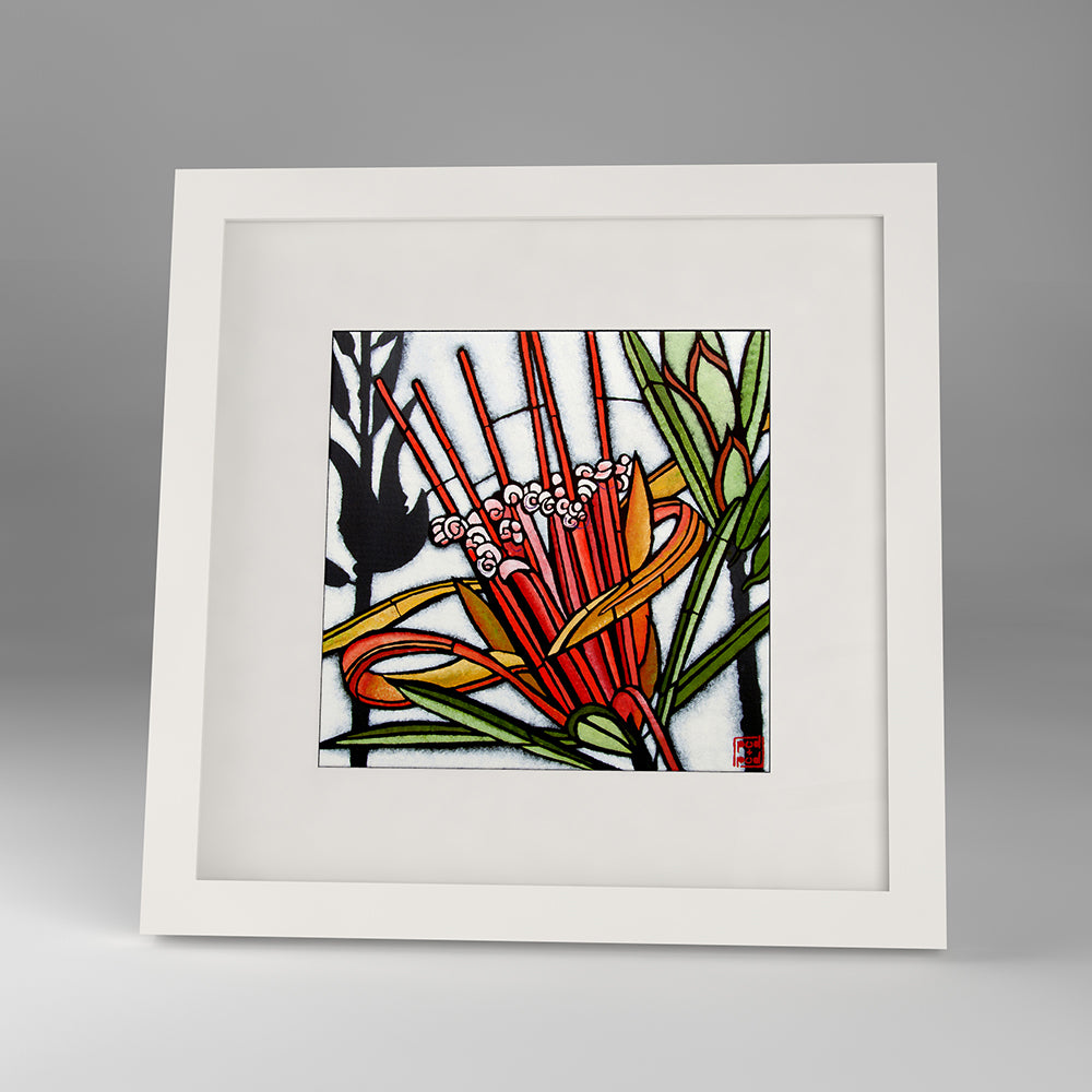 lambertia formosa framed print