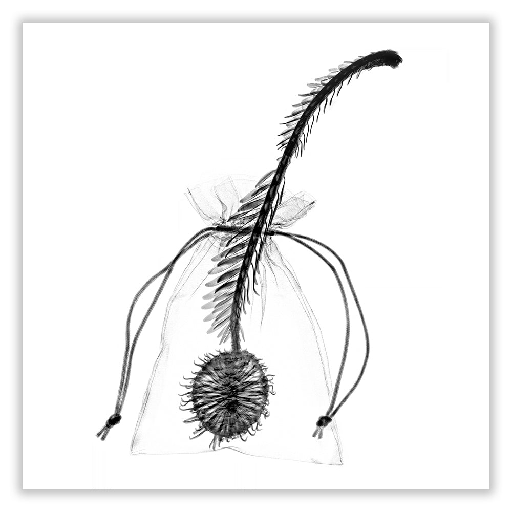 wollemi 'exposure' archival print