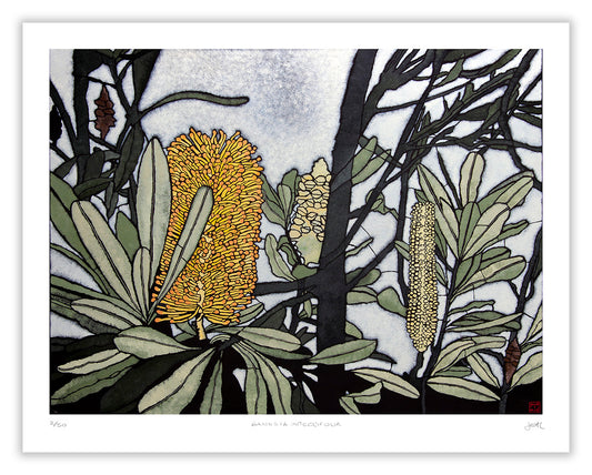 banksia integrifolia  large archival print