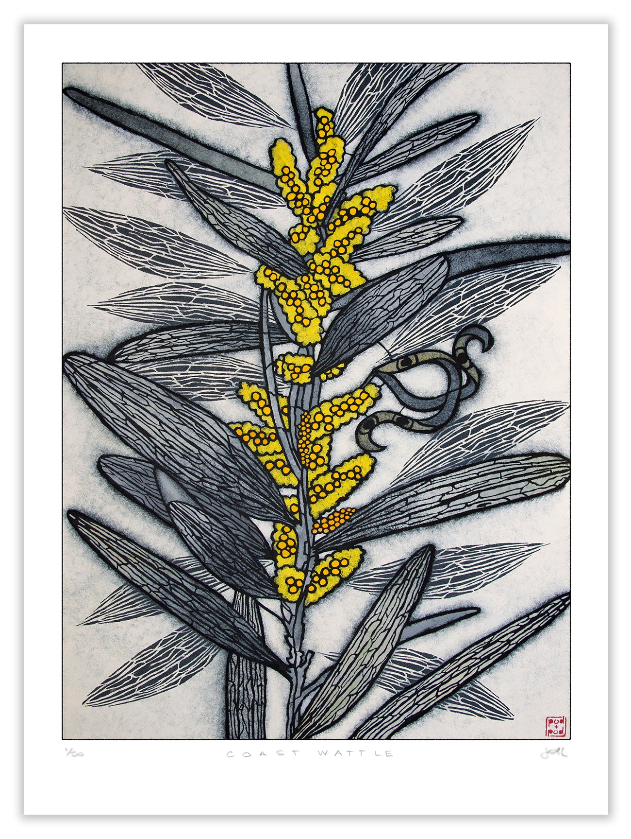 coast wattle large archival print