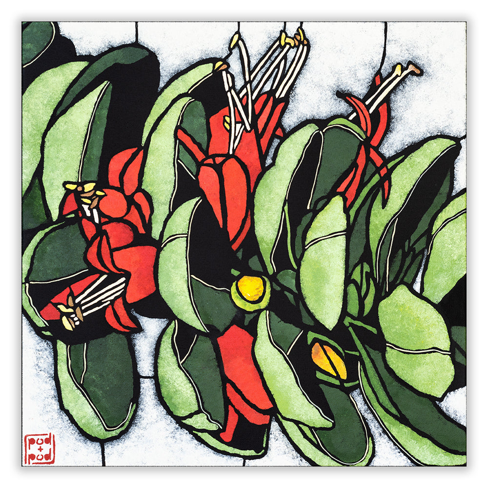 eremophila splendens archival print