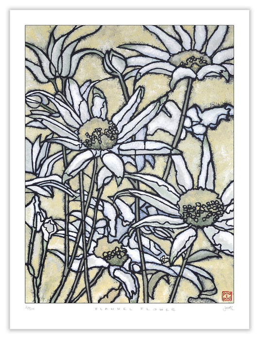 flannel flower large archival print