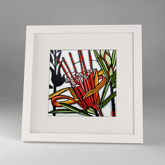 lambertia formosa framed print