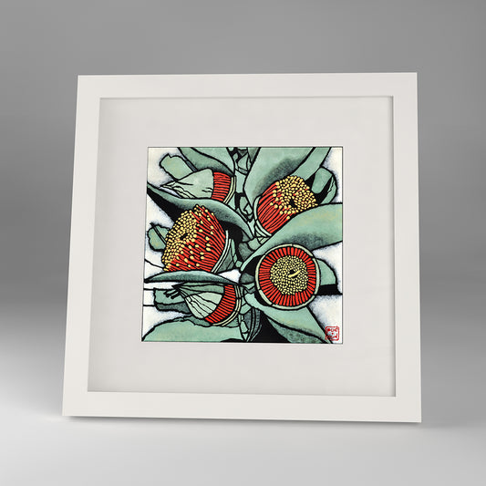 eucalyptus macrocarpa framed print