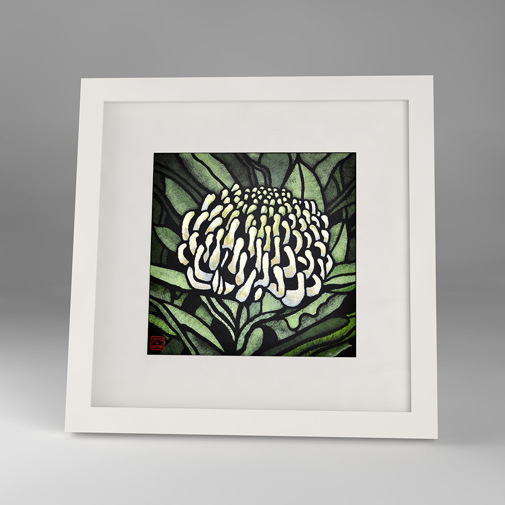 white waratah framed print